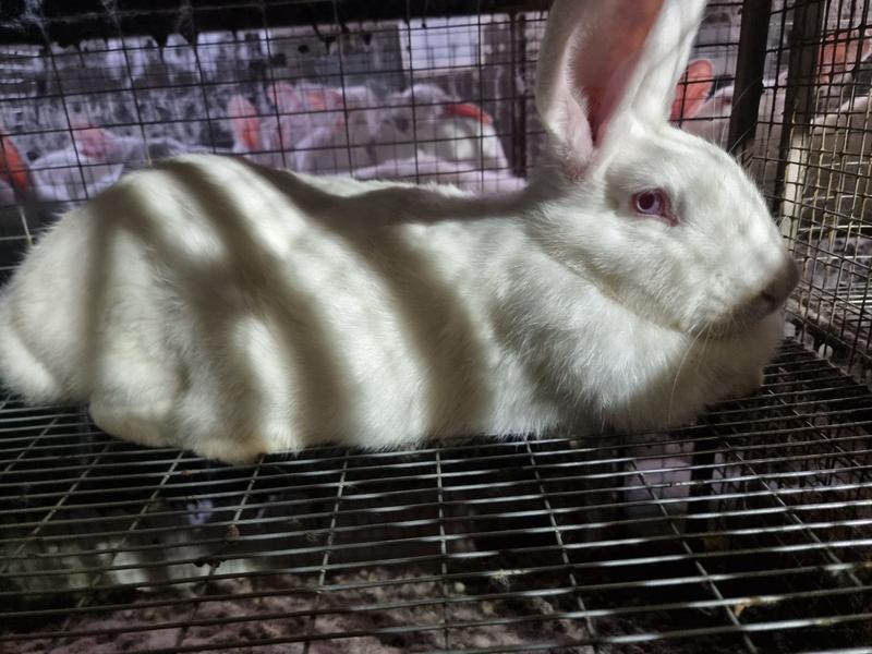 Кролики в вольере