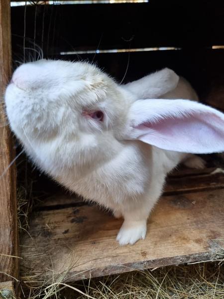 Кормление кроликов