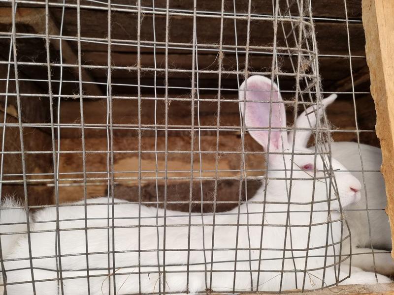 Племенной кролик